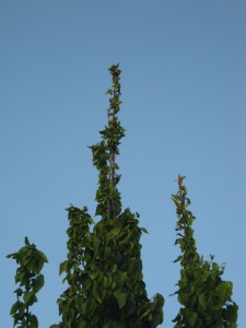 Carpinus betulus Olot 6
