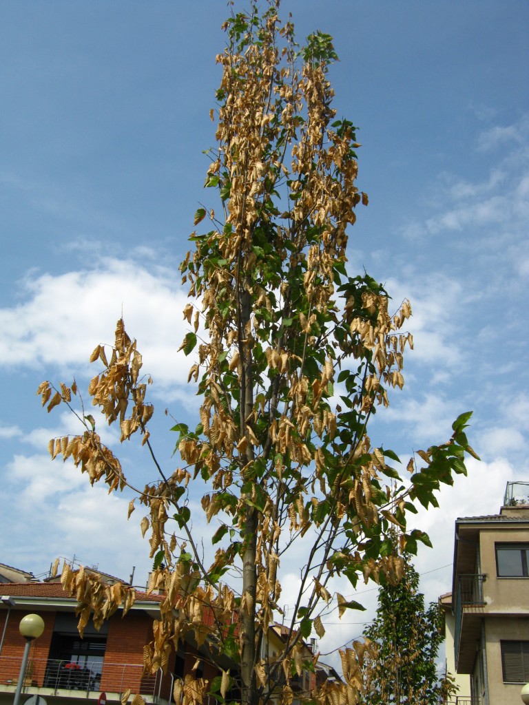 Carpinus betulus Olot 9
