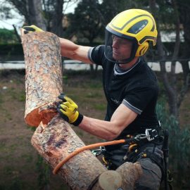PG – Tala controlada de un pino con técnica de trepa con cuerda y arnés a Palamós, Girona